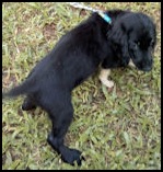 black dachshund